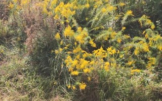 黄花哪里好（黄花产地哪里）