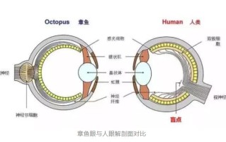 鱼脑在鱼哪个位置,鱼脑在那