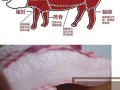 肥膘肉是哪里的肉（肥肉膘叫什么）