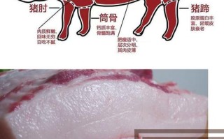 肥膘肉是哪里的肉（肥肉膘叫什么）