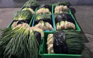 小葱哪里有卖（哪里有卖小葱的）