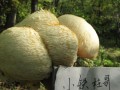 猴头哪里产的,猴菇在哪里买