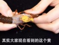 大龙虾的虾黄在哪里（澳洲大龙虾头里面的黄能吃吗）