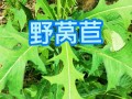 莴笋怎么哪里能吃（野莴苣最好的食用方法）
