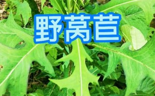 莴笋怎么哪里能吃（野莴苣最好的食用方法）