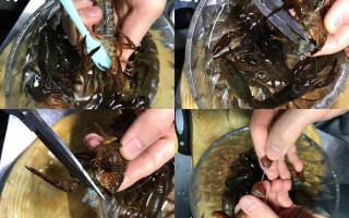 小龙虾哪里要剪掉（小龙虾要剪掉什么部分）