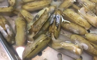 蛏子哪里有（蛏子哪里有卖）