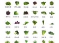 几种可以榨汁的蔬菜,哪里蔬菜可以榨汁喝
