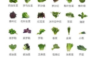 几种可以榨汁的蔬菜,哪里蔬菜可以榨汁喝