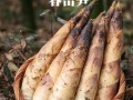 哪里的竹笋好吃（全国哪个地方的冬笋最好）