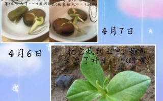 蚕豆长在哪里（蚕豆长在哪里图片）
