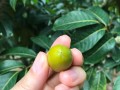 橄榄哪里的好（橄榄哪里出名）