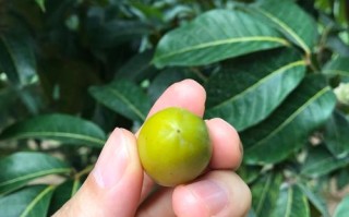 橄榄哪里的好（橄榄哪里出名）