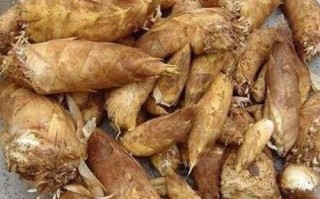 毛竹笋哪里能吃（竹笋带毛的地方能吃吗）