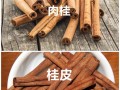 哪里桂皮好（桂皮最好产地排名）
