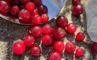 为什么没有新鲜蔓越莓,新鲜蔓越莓哪里买的到