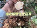 茯苓哪里的最好（茯苓哪个牌子正宗）