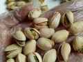 开心果一亩地可以产量多少斤,开心果产于哪里?