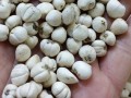 川贝哪里的正宗（川贝哪里产的最好最正宗）