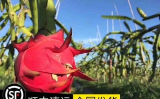 红心火龙果产地在哪里（火龙果哪里产地好）