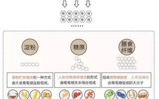 淀粉胖哪里（淀粉 胖）