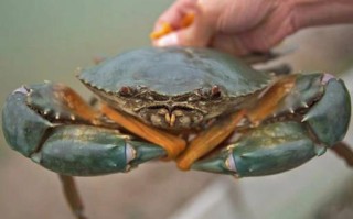 三门哪里吃青蟹（核污染三门青蟹还能吃吗）