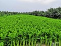 全国四大西芹之乡,哪里有芹菜种植基地