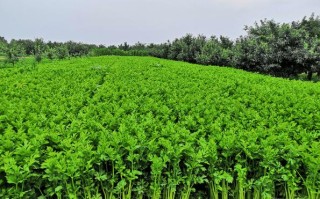 全国四大西芹之乡,哪里有芹菜种植基地