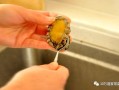 鲍鱼清洗哪里（鲍鱼清洗哪里最好）