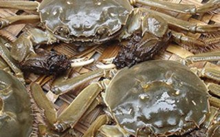 湖南哪里有蟹（湖南省什么地方产螃蟹）