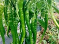 哪里有批发二荆条辣椒,二荆条哪里的好吃