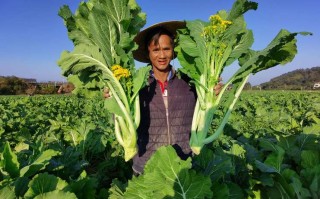 广州哪里买增城迟菜心,菜苔哪里比较多