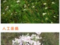 在哪里能买倒野韭菜花（在哪里能买倒野韭菜花呢）