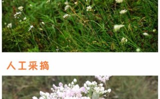 在哪里能买倒野韭菜花（在哪里能买倒野韭菜花呢）