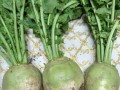 辣菜疙瘩哪里有（辣菜疙瘩是什么）