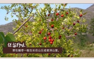 大枣在哪里（山楂产于哪里）