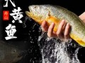 黄鱼铁皮是哪里（过年年货）