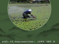 莼菜的产地分布,太湖莼菜什么时候上市