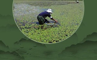 莼菜的产地分布,太湖莼菜什么时候上市