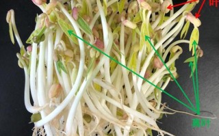 豆芽长在哪里（豆芽长在哪里图片）