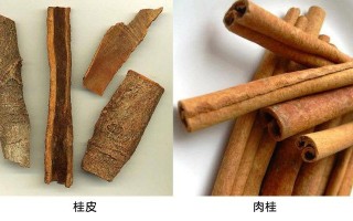 桂皮哪里的好（肉桂哪里产的最好）