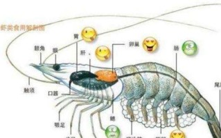 虾头哪里不能吃（大虾哪不能吃，大虾哪些部位不能吃）