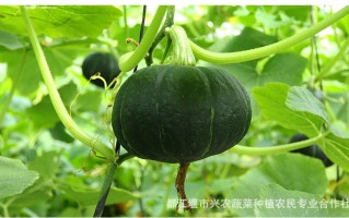 绿南瓜哪里有（南瓜是绿通产品吗）