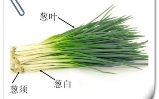 吃葱吃哪里（吃葱的哪个部位）