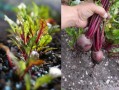 甜菜根在哪里种植（甜菜根在哪里种植的）