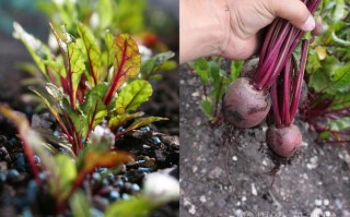 甜菜根在哪里种植（甜菜根在哪里种植的）