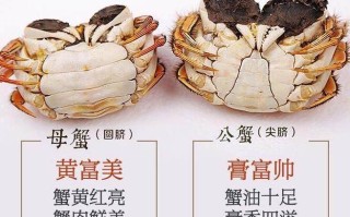 金爪爪怎么样（怎样辨别阳澄湖大闸蟹的真伪？公蟹母蟹怎么分别呢）