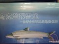 哪里银鳕鱼好（银鳕鱼产自哪里是最好的）
