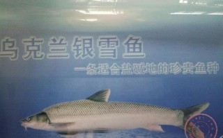 哪里银鳕鱼好（银鳕鱼产自哪里是最好的）