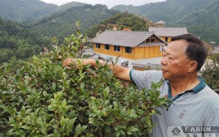 广西哪里有油茶（广西油茶树种植有哪些地方）